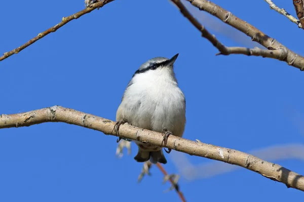 Sitta europaea asiatica. Nuthatch primo piano sul ramo di salice — Foto Stock