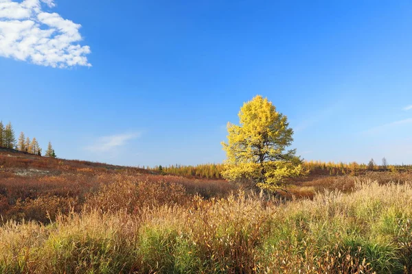 Toundra Forêt Yamal Par Une Journée Ensoleillée Automne Sibérie — Photo