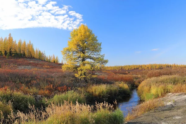 Yamal Forest Tundra Sunny Autumn Day Siberia — Stock Photo, Image