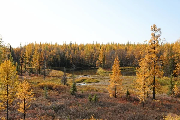 Larch Autumn North Western Siberia September — Stock Photo, Image