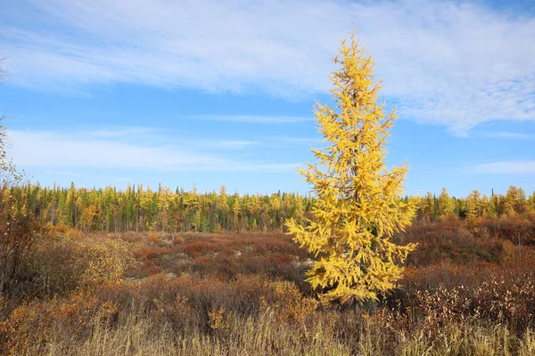 Mélèze Automne Dans Nord Sibérie Occidentale Septembre — Photo