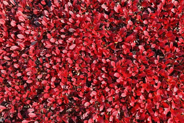 Arctous Alpina Czerwone Liście Roślin Jesienią Północnej Syberii — Zdjęcie stockowe
