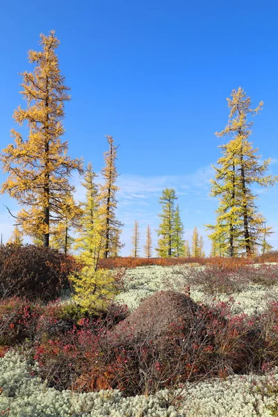 Paysage Automne Avec Mousse Mélèze Jaune Dans Nord Sibérie Occidentale — Photo