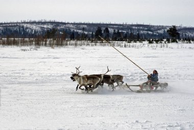 Nadym, Rusya - 16 Mart 2008: Arctic halkların geleneksel aktarımında Nenets. Nenets - Rus Kuzey Aborjinleri