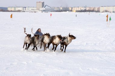 Nadym, Rusya - 07 Mart 2010: Arctic halkların geleneksel aktarımında Nenets. Nenets - Rus Kuzey Aborjinleri