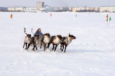 NADYM, RUSSIA - MARCH 07, 2010: the Nenets on a traditional transport of the peoples of the Arctic. Nenets - aboriginals of the Russian North clipart