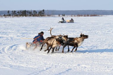 Nadym, Rusya - 26 Şubat 2012: Arctic halkların geleneksel aktarımında Nenets. Nenets - Rus Kuzey Aborjinleri