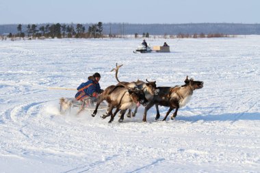 NADYM, RUSSIA - FEBRUARY 26, 2012: the Nenets on a traditional transport of the peoples of the Arctic. Nenets - aboriginals of the Russian North clipart