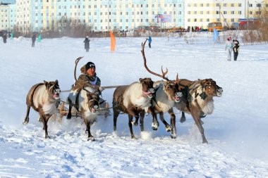 Nadym, Rusya - 26 Şubat 2012: Arctic halkların geleneksel aktarımında Nenets. Nenets - Rus Kuzey Aborjinleri