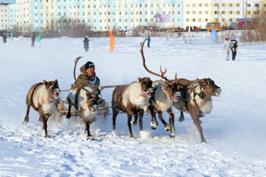 NADYM, RUSSIA - FEBRUARY 26, 2012: the Nenets on a traditional transport of the peoples of the Arctic. Nenets - aboriginals of the Russian North clipart