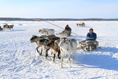 Nadym, Rusya - 02 Mart 2013: Arctic halkların geleneksel aktarımında Nenets. Nenets - Rus Kuzey Aborjinleri