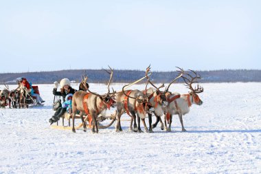 Nadym, Rusya Federasyonu - 16 Mart 2008: Nenets Ren geyiği çobanları kentlilerin kızaklarımız üzerinde binmek. Nenets - Rus Kuzey Aborjinleri