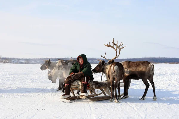 Nadym Rusya Federasyonu Mart 2010 Genç Nenets Kızaklarımız Üzerinde Oturuyor — Stok fotoğraf