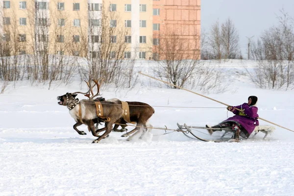Nadym Rússia Março 2010 Nenets Transporte Tradicional Dos Povos Árctico — Fotografia de Stock