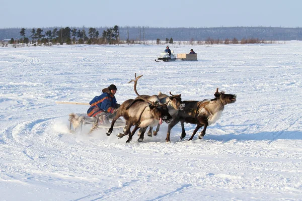 Nadym Oroszország 2012 Február Nyenyec Hagyományos Szállítása Népek Északi Sark — Stock Fotó