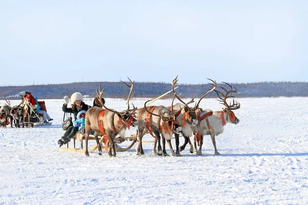 Nadym Russia March 2008 Nenets Reindeer Herders Ride City Dwellers — Stock Photo, Image