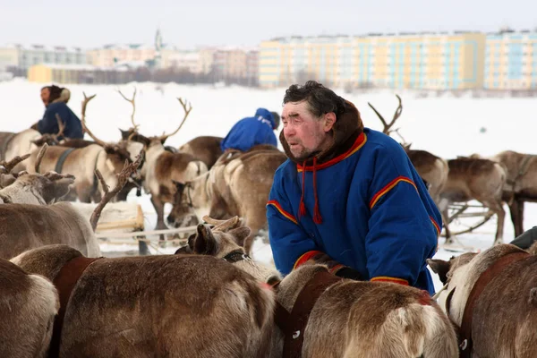 Nadym Rússia Março 2010 Nenets Homem Entre Veados Nenets Aborígenes — Fotografia de Stock