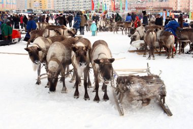 Nadym, Rusya - 07 Mart 2010: Arctic halkların geleneksel aktarımında Nenets. Nenets - Rus Kuzey Aborjinleri