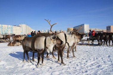 Nadym, Rusya - 15 Mart 2009: Arctic halkların geleneksel aktarımında Nenets. Nenets - Rus Kuzey Aborjinleri