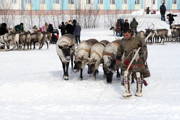 Nadym Rússia Março 2008 Nenets Transporte Tradicional Dos Povos Árctico — Fotografia de Stock