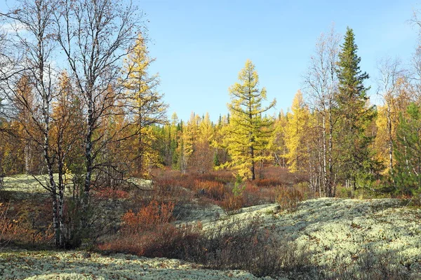 Paesaggio Con Muschio Cervo Larice Nella Tundra Della Foresta Artica — Foto Stock