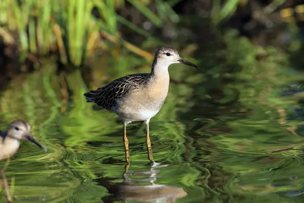 Philomachus Pugnax Ruff Late Summer North Siberia — Stock Photo, Image