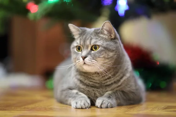 Cat Breed Scottish Straight Resting Floor Anticipation Christmas Holiday — Stock Photo, Image