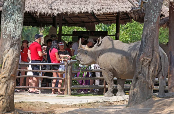 Pattaya Tailândia Dezembro 2013 Turistas Alimentando Grama Rinoceronte Entre Árvores — Fotografia de Stock