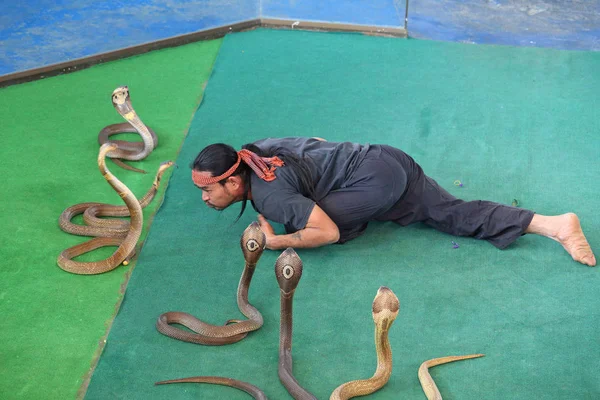 Pattaya, Tayland-Mart 25, 2012: önce turist yılan terbiyecisi, performans