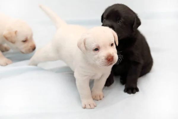 Szczenięta Labrador Grając Jasnym Tle — Zdjęcie stockowe