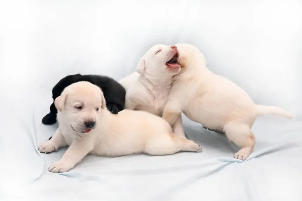 Tres Cervatillos Cachorro Labrador Negro Jugando Entre — Foto de Stock