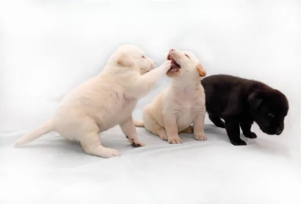 Pequeños Cachorros Labrador Jugando Sobre Fondo Claro —  Fotos de Stock