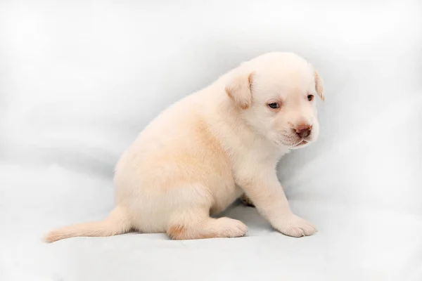 Pequeño Cachorro Labrador Traje Amarillo Pálido Sobre Fondo Claro — Foto de Stock