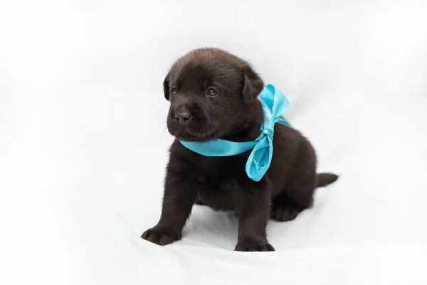 Cachorro Labrador Negro Tres Semanas Sobre Fondo Claro —  Fotos de Stock