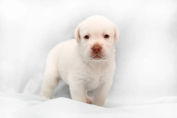 Pequeño Cachorro Labrador Traje Amarillo Pálido Sobre Fondo Claro —  Fotos de Stock