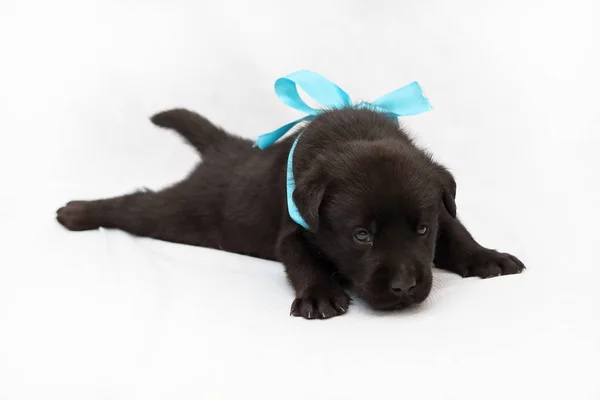 Cachorro Labrador Negro Tres Semanas Sobre Fondo Claro — Foto de Stock