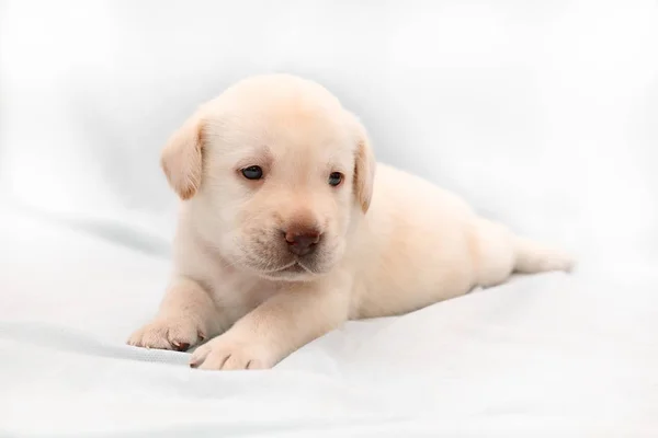 Pequeño Cachorro Labrador Traje Amarillo Pálido Sobre Fondo Claro — Foto de Stock
