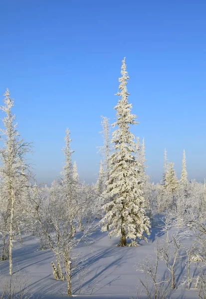 Пейзаж Севере Сибири Заснеженной Тайгой Солнечный День — стоковое фото