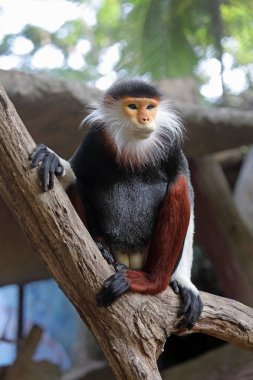 Pygathrix nemaeus. Nemea encotel kuru bir ağaçta oturuyor