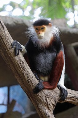 Pygathrix nemaeus. Nemea encotel kuru dallarından biri oturur bir 