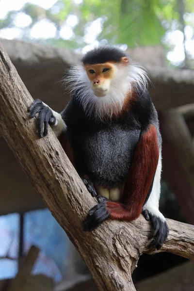 Pygathrix nemaeus. Nemea encotel kuru dallarından biri oturur bir 