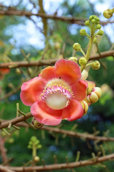 Couroupita guianensis}. Couroupita guianensis} květiny v Thajsku — Stock fotografie