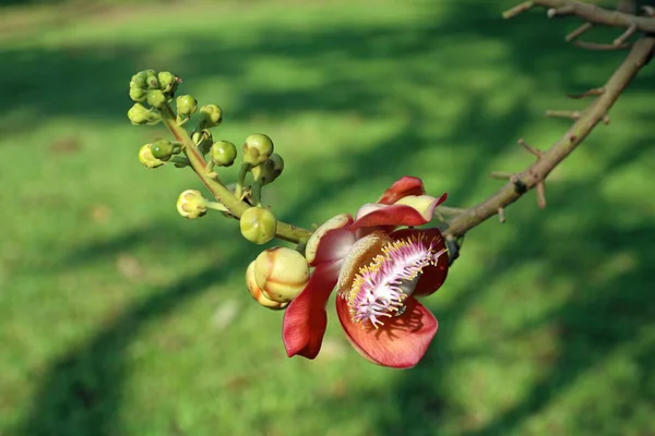Couroupita guianensis}. Květina a větev couroupita guianensis} c — Stock fotografie