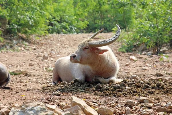 Asian Buffalo resting on the ground — Stock Photo, Image