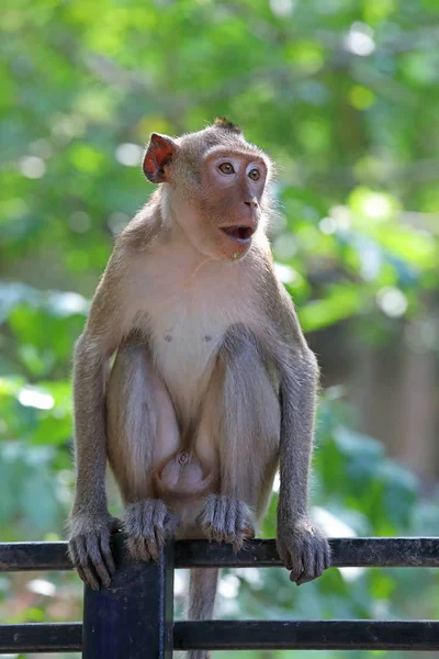 Macaca zmonopolizowanej. Małpa mężczyzna w tropikalnym otoczeniu — Zdjęcie stockowe