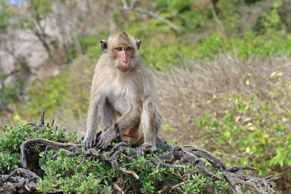 Macaca fascicularis. Macaques-a crab-eater among the coastal gre — Stock Photo, Image