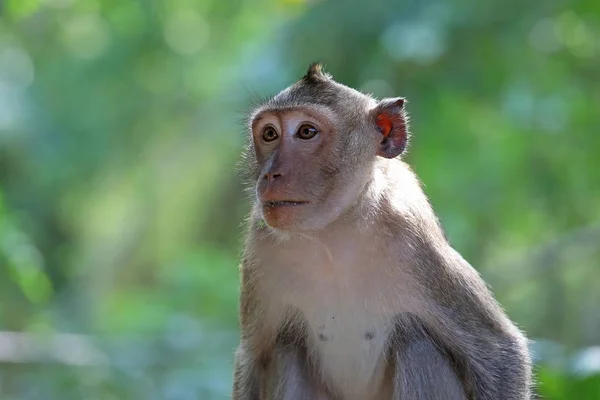 Macaca fascicularis. Portrait of a crab-eating macaque on a back — Stock Photo, Image