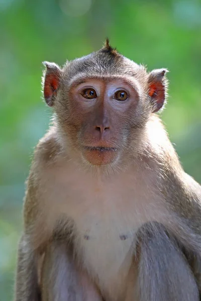 Macaca fascicularis. Portrait of a crab-eating macaque on a gree — Stock Photo, Image