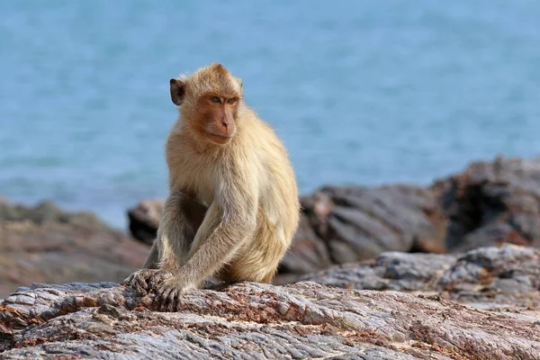 Macaca fascicularis. Το πιθήκους-καβούρι ανάμεσα στα βράχια εναντίον ου — Φωτογραφία Αρχείου