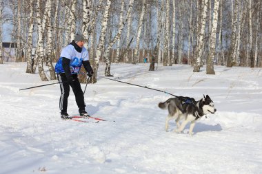 Ağaç ile a köpek doğurmak Sibirya hus arasında kayaklar üzerinde bir adam atılıyor